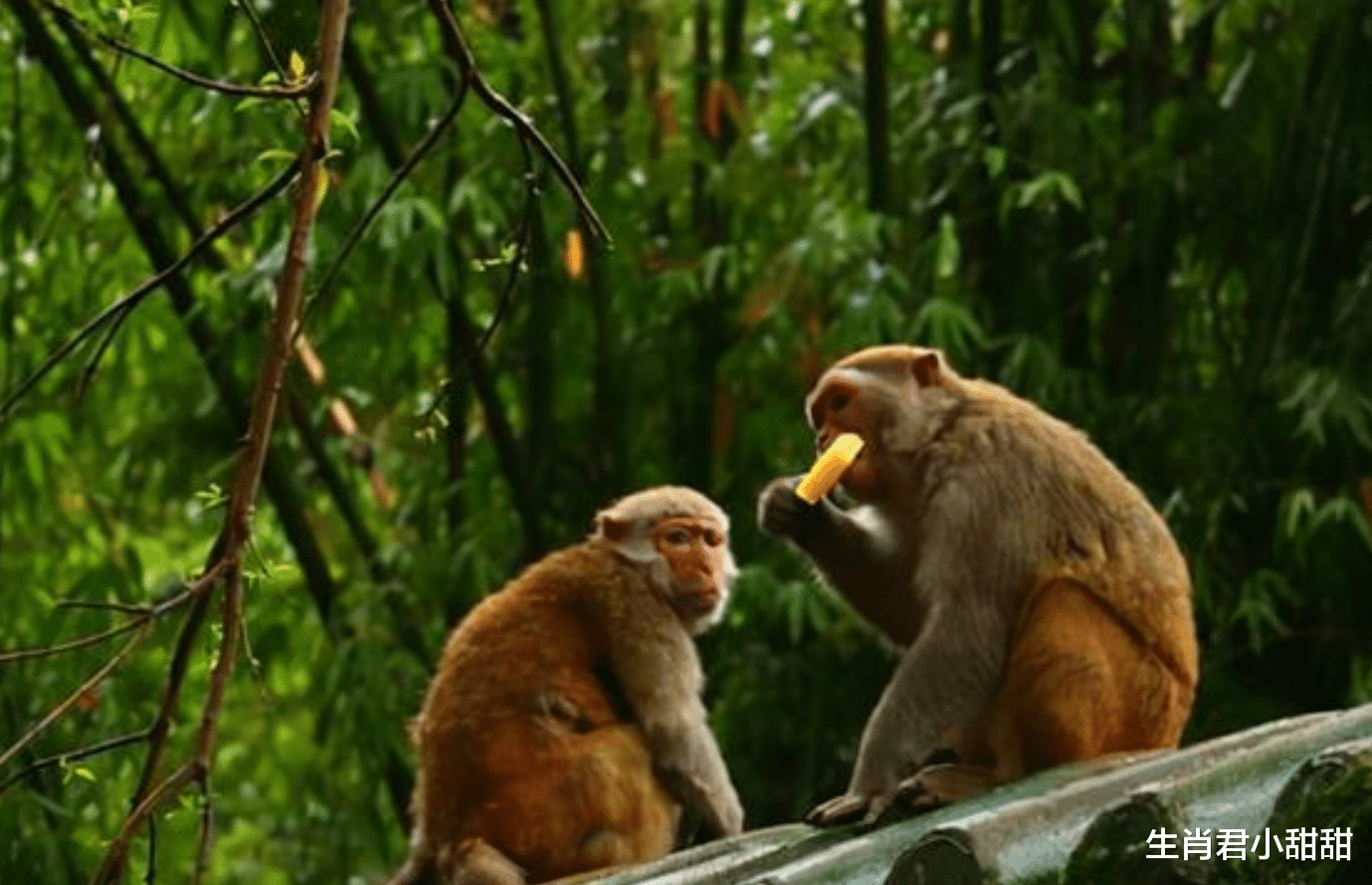|鸿运当头财神加持，天资聪颖的属猴人脱颖而出，存款翻倍步步高升