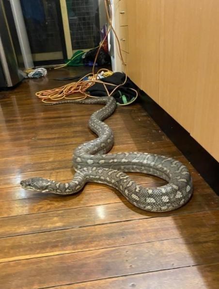 贯丹萱 惊魂!看电视突然出现诡异嘶嘶声,男子抬头惊见天花板藏3米巨蟒