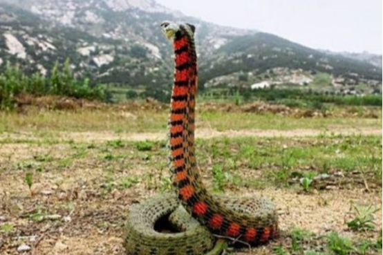 毒蛇 头长鸡冠的蛇真存在吗？是否有人见过？可能就是这两个货