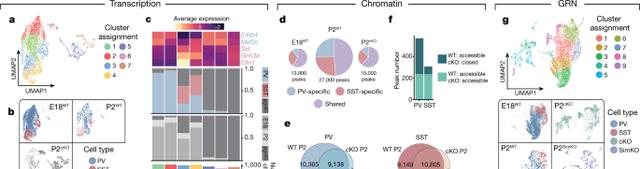 大熊猫 多组学研究揭示中间神经元分化过程的奥秘