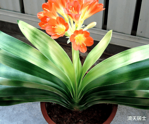 滴天居士|盘点那些有利财运的绿植，你买对了嘛