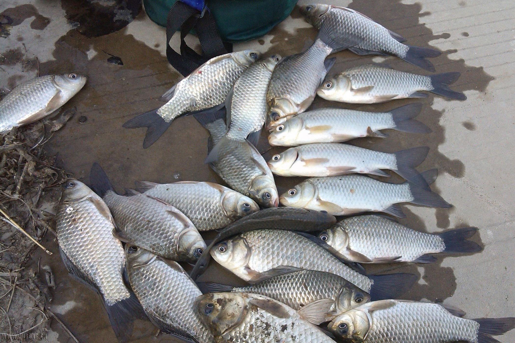 饵料|想冬钓？先搞明白，什么是六不钓