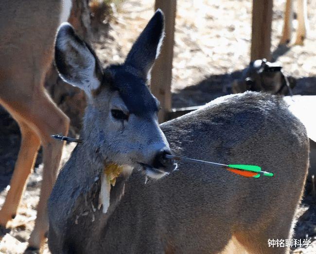小鹿斑比 一头白尾鹿被利箭射穿头部后，却依旧四处觅食，它不疼吗？
