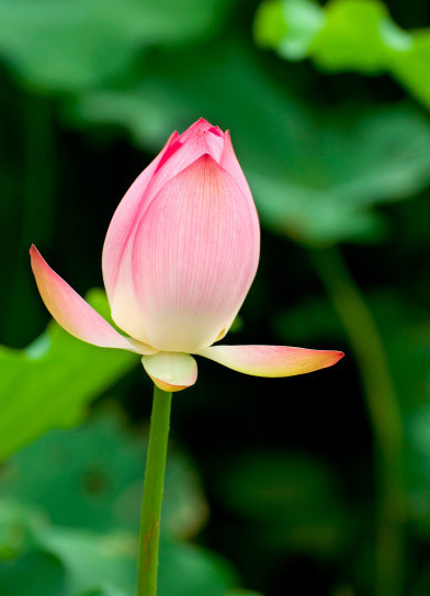 星临天下|步入8月下旬，吉星照耀，4属相运势回升，横财大发，日子红红火火