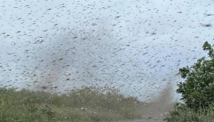 蚊子 哪来的这么多蚊子？俄罗斯出现“蚊子龙卷风”，几百万只太壮观了