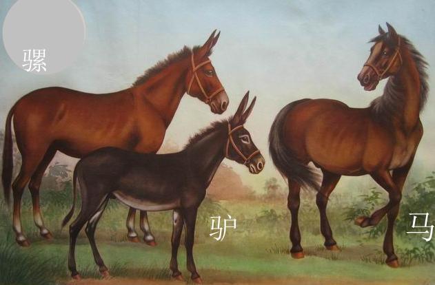 染色体 为什么农村有的老人说骡子不分公母？不仅有公母，还会生育