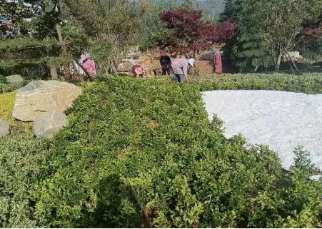 新报业传媒 【5A创建】鸡公山创建国家5A级旅游景区工作纪实（十）