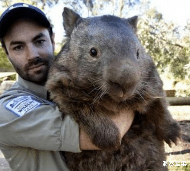 核泄漏 切尔诺贝利核泄漏后，动物变啥样了？真的存在“巨无霸”么？