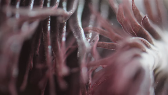  呆萌的它太治愈，人们对它的喜爱不仅于此，看完你想不想养一只？