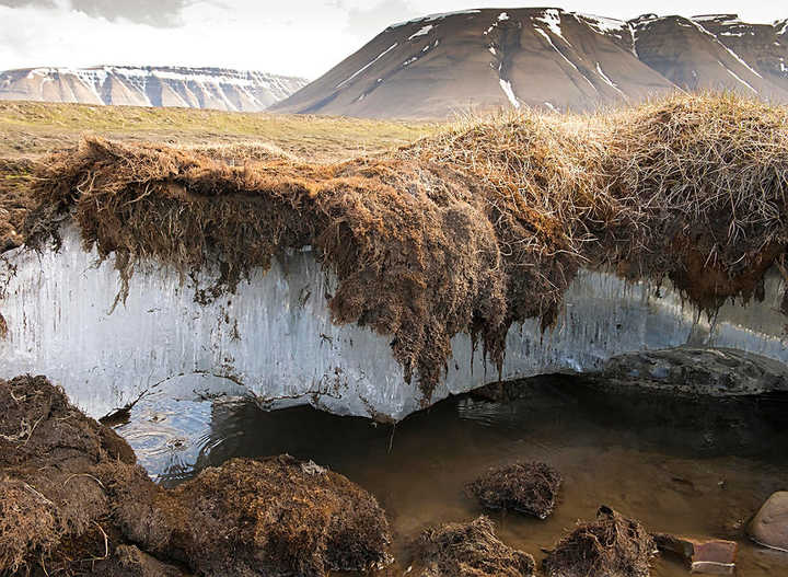 后代|2万年都没冻死,复活后还能繁殖!轮虫或指引冷冻复活技术新线索