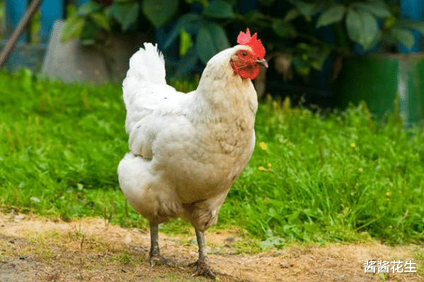 生肖|8月2日-8月11日，胜券在握，3生肖贵人多助，事业翻开新篇章