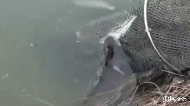 湖南|湖南一男子野钓遇上“偷鱼贼”，咬住鱼护不松口，网友：饿疯了
