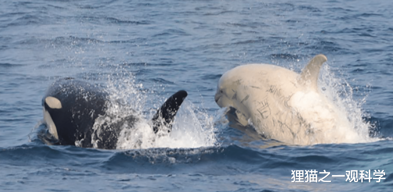 虎鲸 动物也会歧视肤色吗？日本发现白色虎鲸，浑身都是同类咬的伤口