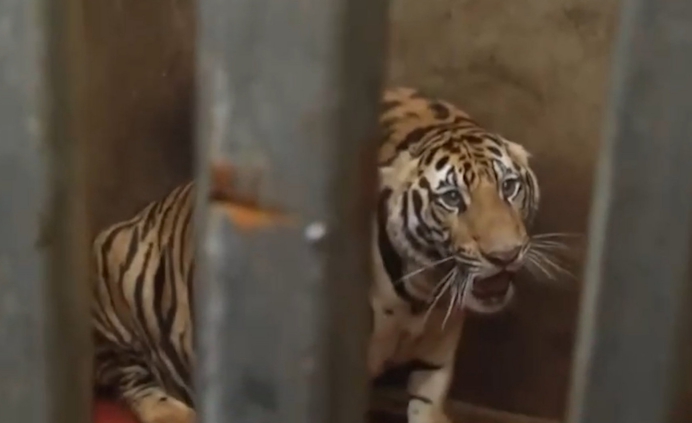 老虎 越南村民圈养17只老虎，明明是百兽之王，为何甘愿沦为阶下囚？