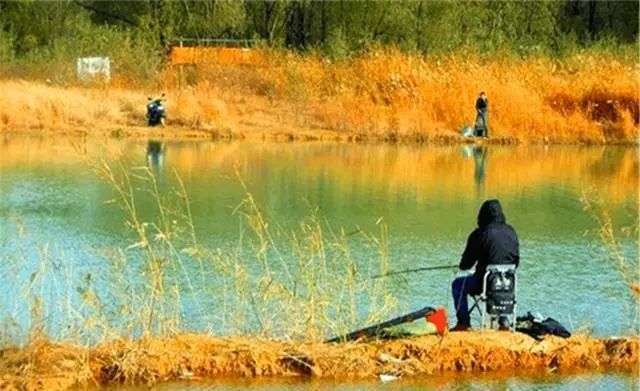 师父|深秋钓鲫鱼，我们到底该钓灵还是钓钝？
