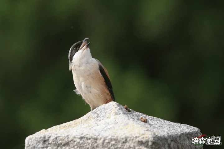  鸟儿的嘴为什么都是不一样的？