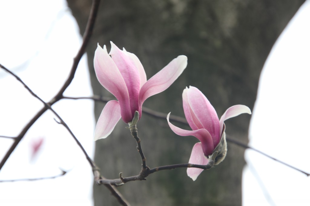 行走江苏 南京连日春暖 雨花台宝华玉兰绽放