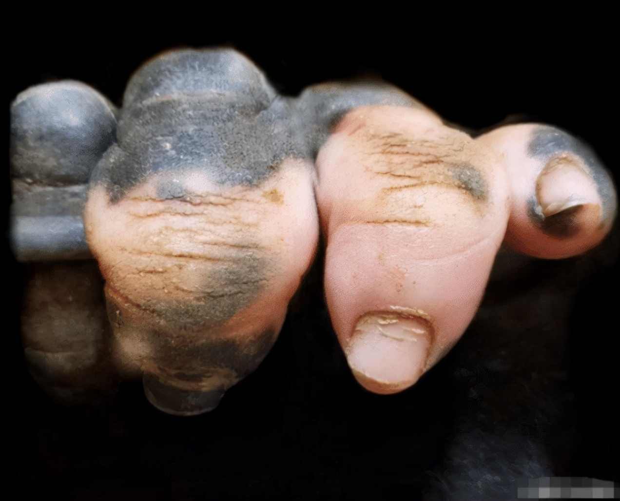 量子力学 怪事!动物园里的猩猩长出了“人类手指”,到底是变异还是进化?