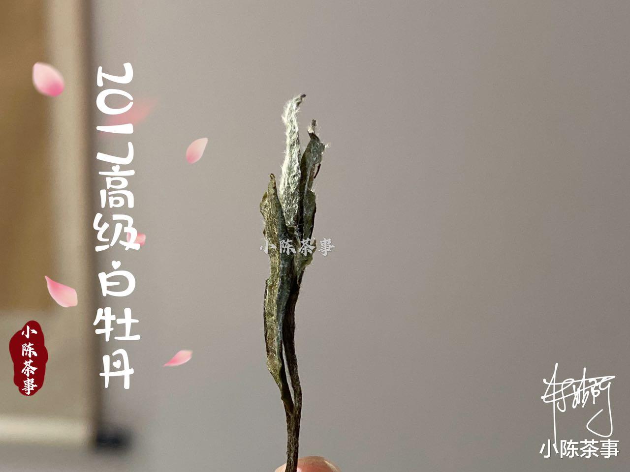 |白茶讲究鲜香醇爽，以“酸”为卖点的梅子香老白茶，咋做出来的？