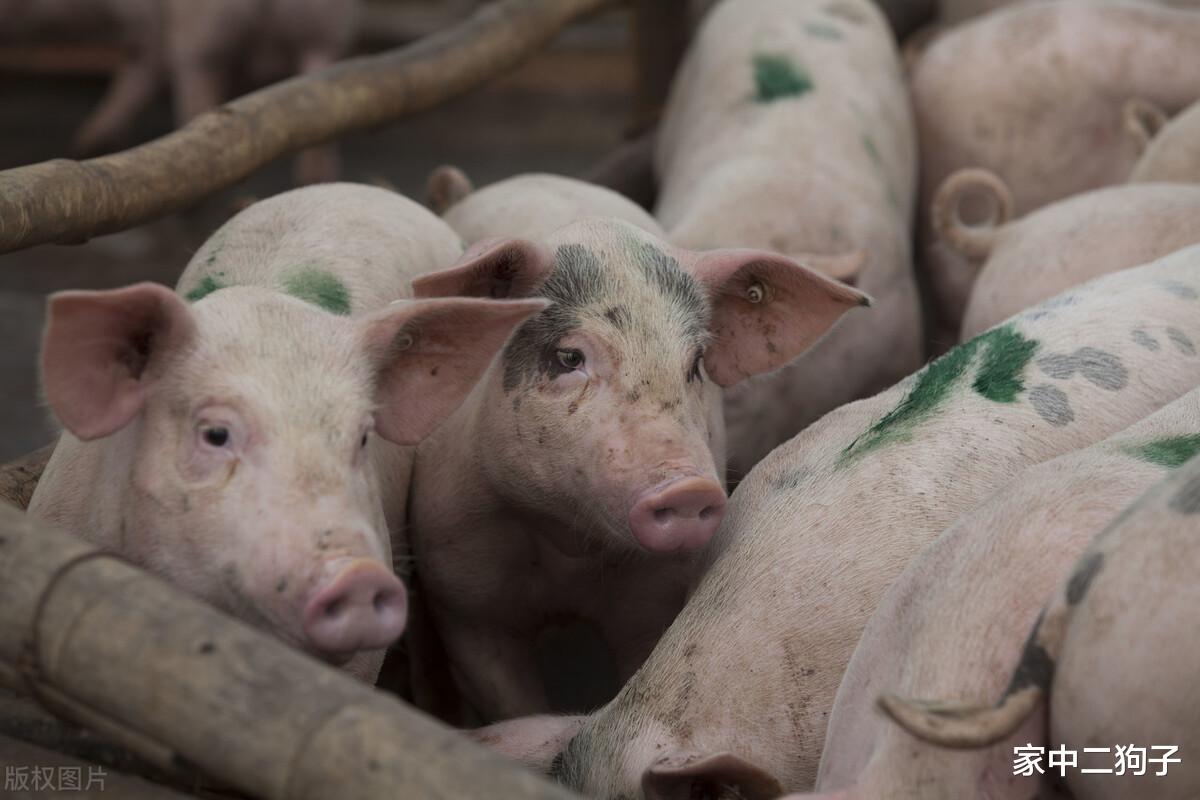 生猪价格 5月8日猪价：跌跌跌！下跌大势已定，端午能否跌回9元？预测来了