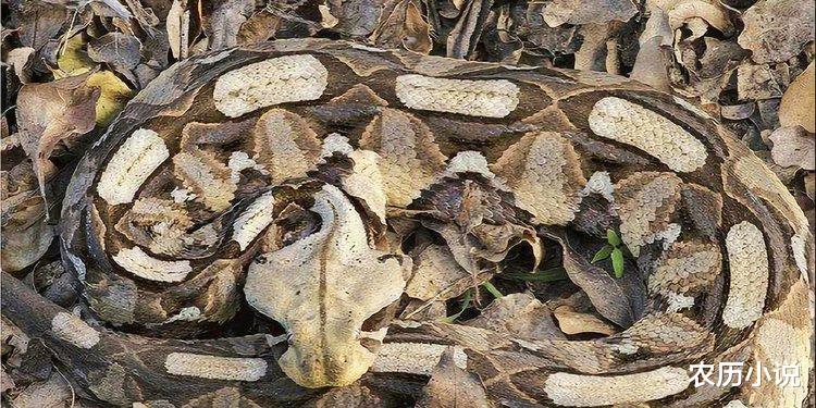 眼镜王蛇 加蓬咝蝰有世界最长毒牙，身体长2米，比得过眼镜王蛇吗