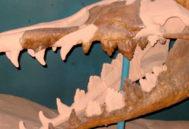 鲸鱼 埃及出土四足鲸鱼,海陆生物演变有多神奇?专家:超出你的想象