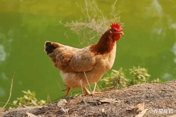 生肖|12月后,属鸡、牛、蛇时来运转,赚钱顺利,事业腾飞,福大财大