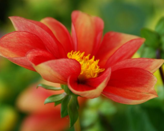 处女座|6月初，互诉衷肠，前任低头，终于复合，只想爱你