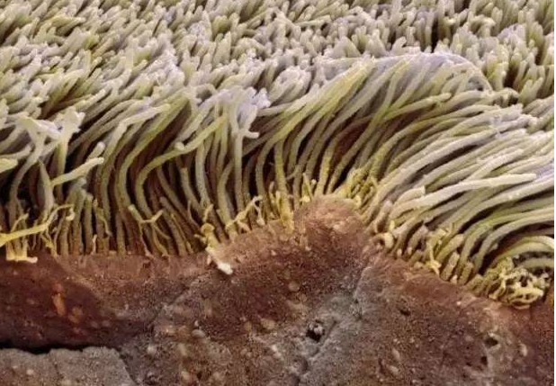 咳嗽|吸烟者头部出现4个异常，肺或已烂如筛网，一个不占，肺还算安全