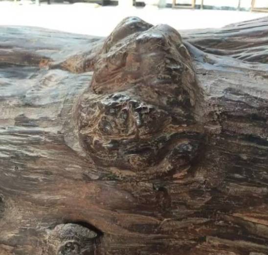 |这根黄花梨要卖两个亿！租金10万元一天