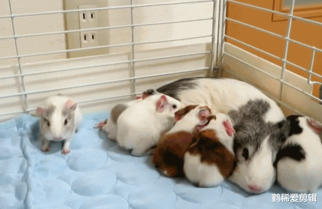  我姓连，宝宝快出生了，帮忙取个名字！