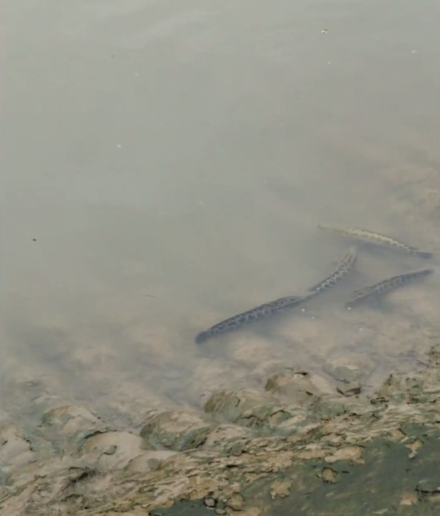 宓孤林|江苏钓友拍到长江边成群黑鱼惊慌逃窜,回家后十倍慢放发现真相