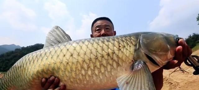 |僵尸鱼？此鱼无头却还活着，网友：入侵物种太可怕了