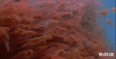 南极 南极磷虾：10亿吨的“海上金矿”，中国将成为最大“受益者”？