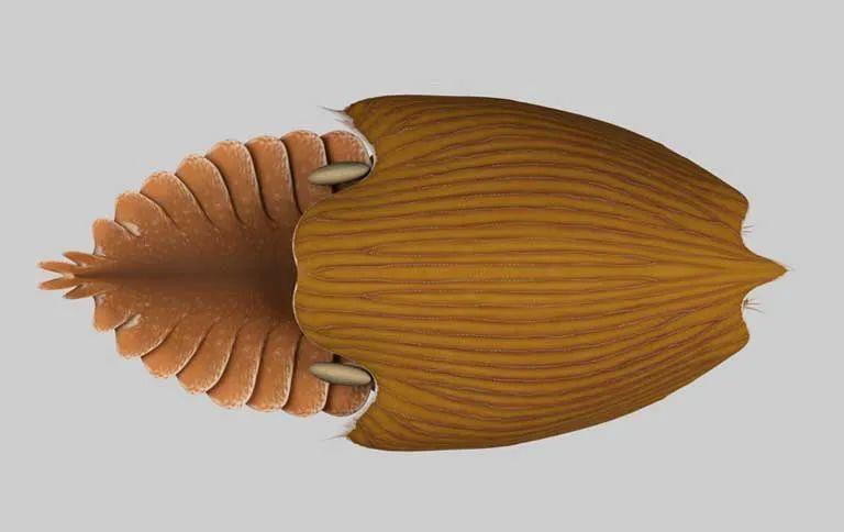 寒武纪 科学家发现神秘、巨大的寒武纪化石，体长可达半米，用头部游泳！