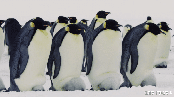 阿德利企鹅 涨知识，动物界那些你不知道的奇怪冷知识！
