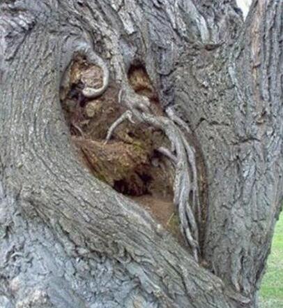 神经元 食人柳真吃人? 真的食人柳是这样的