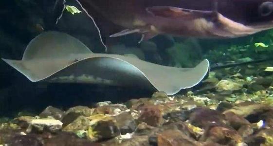  吸血毯是什么动物? 传说中的吸血怪物是真的吗?