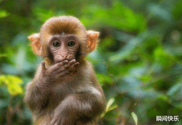 瞬间快乐 家中若有这3个生肖,10月必当心想事成,职场顺遂,事业赢得先机