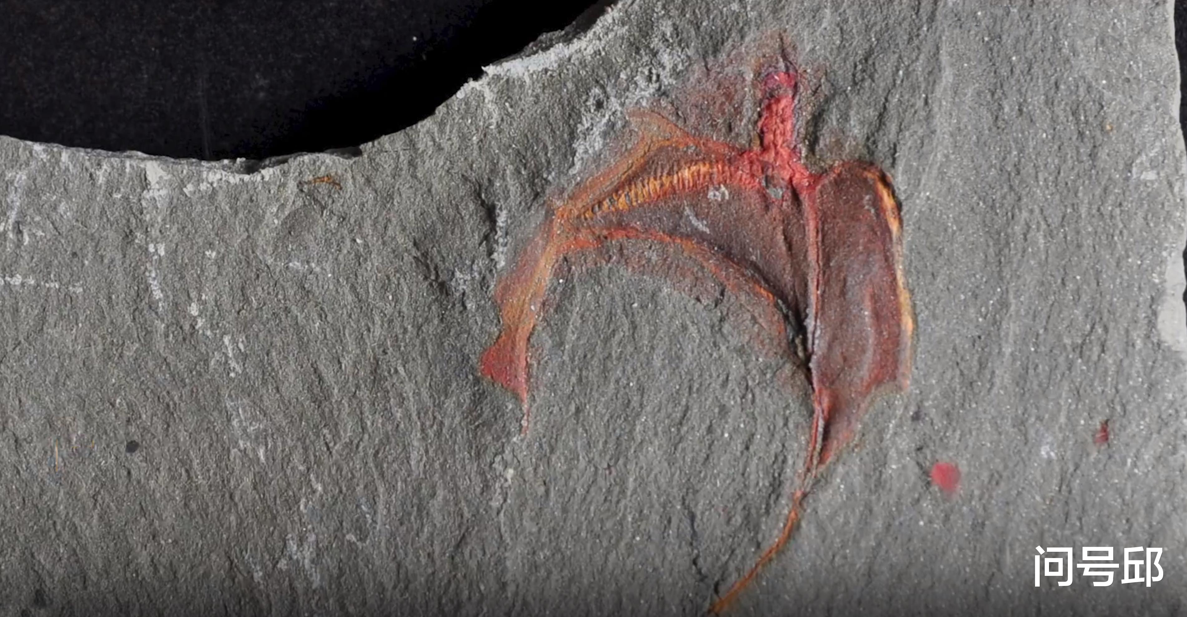 黑洞 考古新发现：保存完好的3.1亿年前鲎的大脑化石