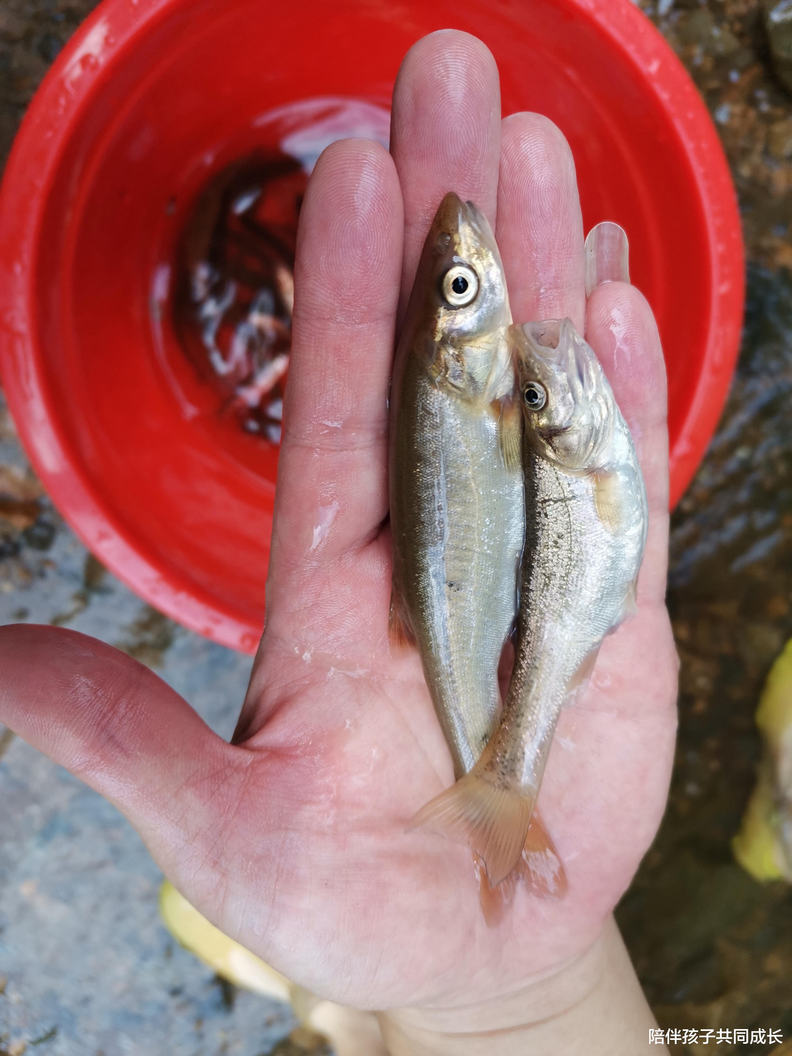 |小学英语双语作文，家长辅导英语写作练习，《钓鱼》