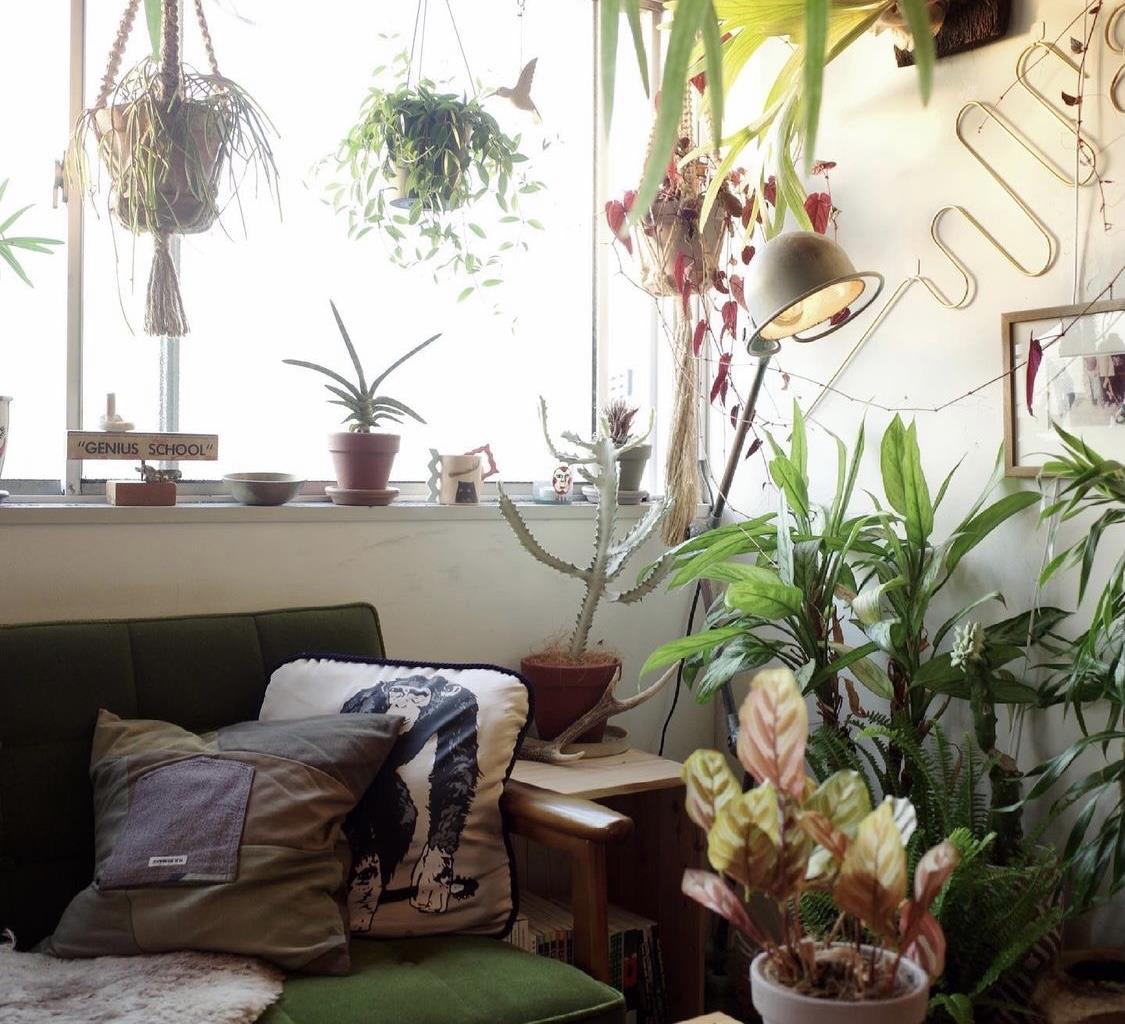 日本独居女主的家,太美太治愈!全屋绿植环绕,这氛围真是太棒了