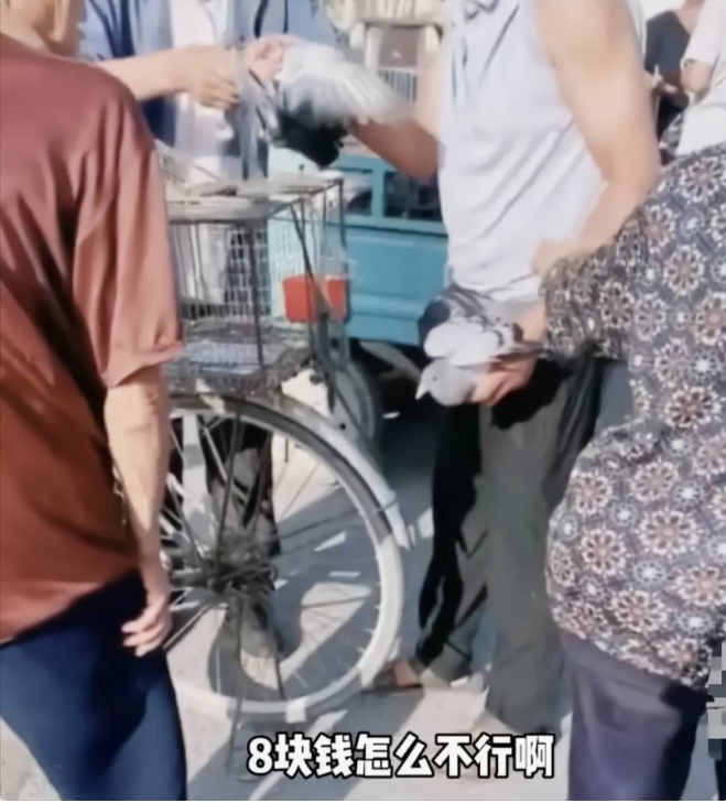 微社评 买不起就抢？8元买鸽子被拒，济南男子抢走大爷的鸽子撒腿就跑