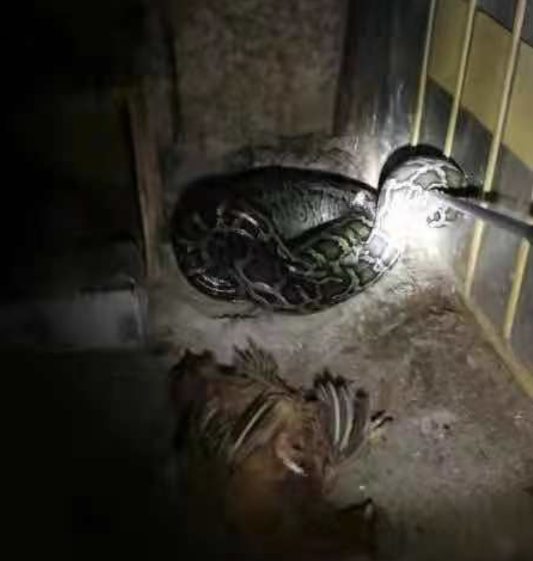 深圳特区报读特客户端 四十多斤蟒蛇潜进鸡舍偷吃 吃太撑束手就擒