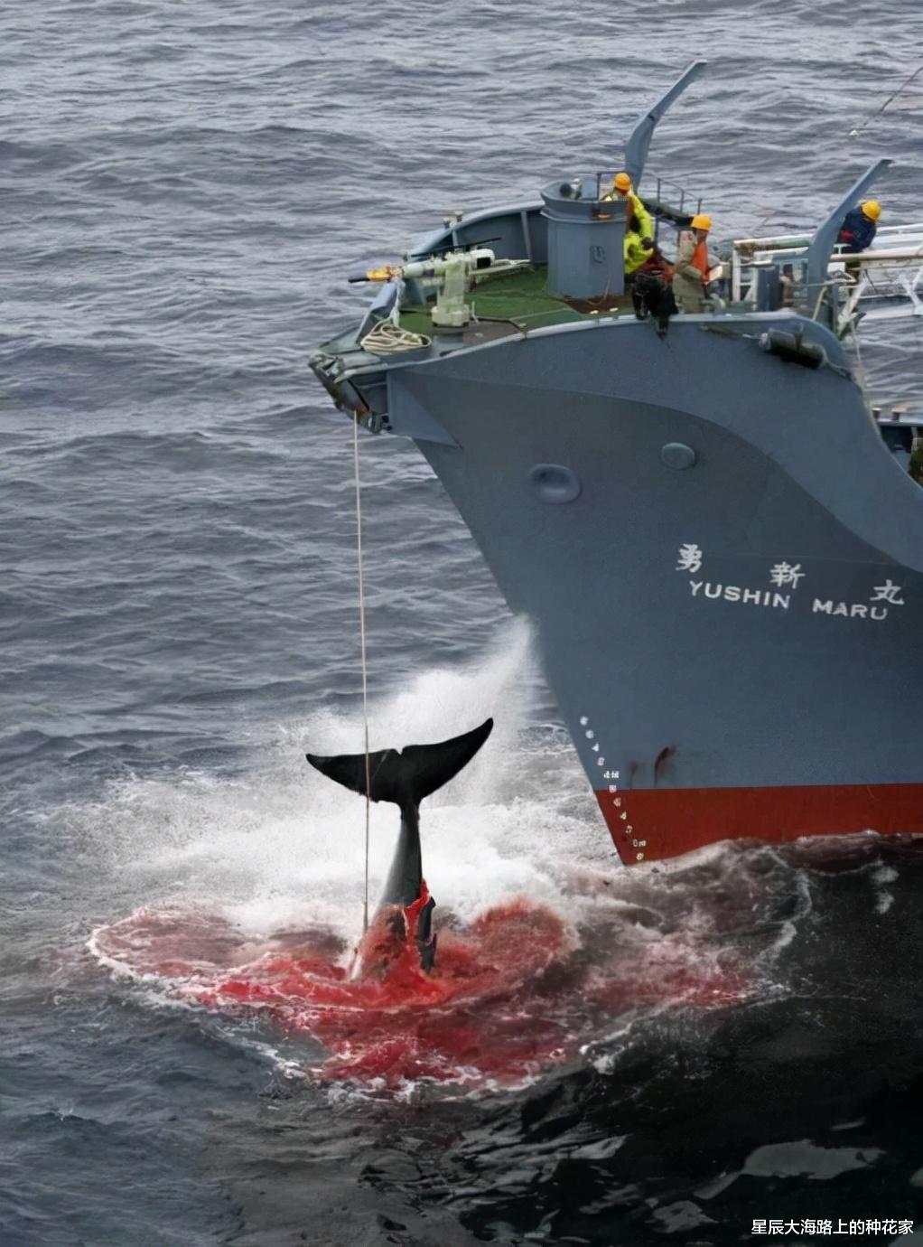 太殘酷！日本一油輪撞上藍鯨，進港口才發現，真的一點都不知道？-圖8