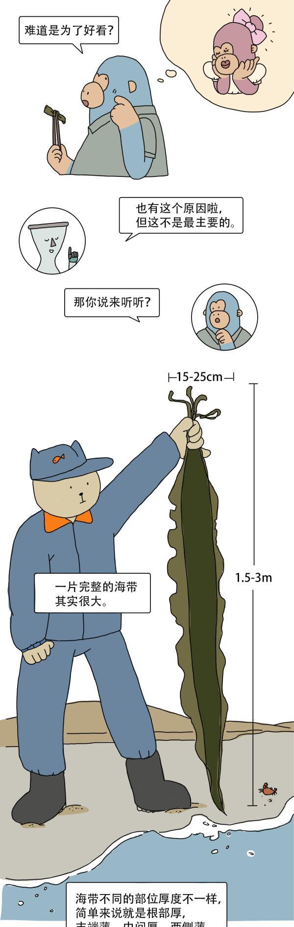 漫畫|好好的海帶，為啥要打結？（漫畫）吃了那么多年，終于知道答案了
