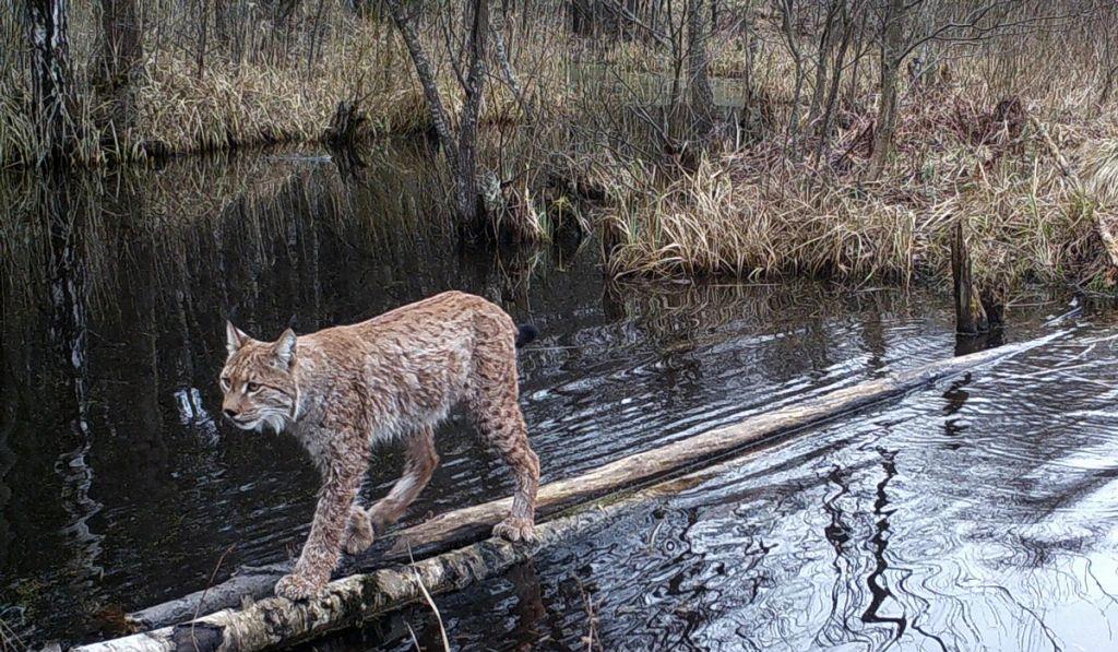 猞猁如何反杀狼群?防御无懈可击,进攻心狠手辣,杀到断子绝孙