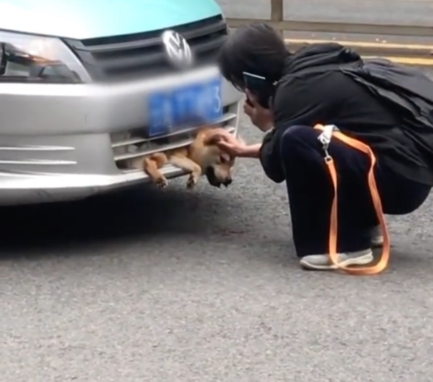 衣美的小空间 云南昆明,宠物狗被撞进车头,司机喊冤,网友怒言:不值得同情