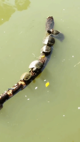 巴西龟|钓鱼遇到放生佬:身披“黄马褂”,对着河面念叨,网友:违法了