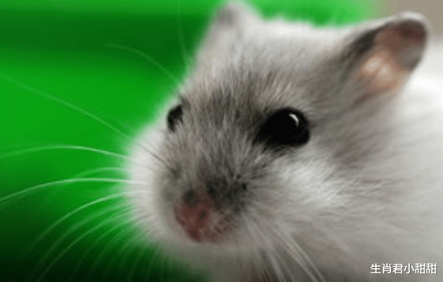 穿衣搭配|多才多艺的生肖鼠，选对平台搭载机会，在职场中一飞冲天